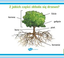 Po T2 T 846 Plakat Z Jakich Czesci Sklada Sie Drzewo Ver 1